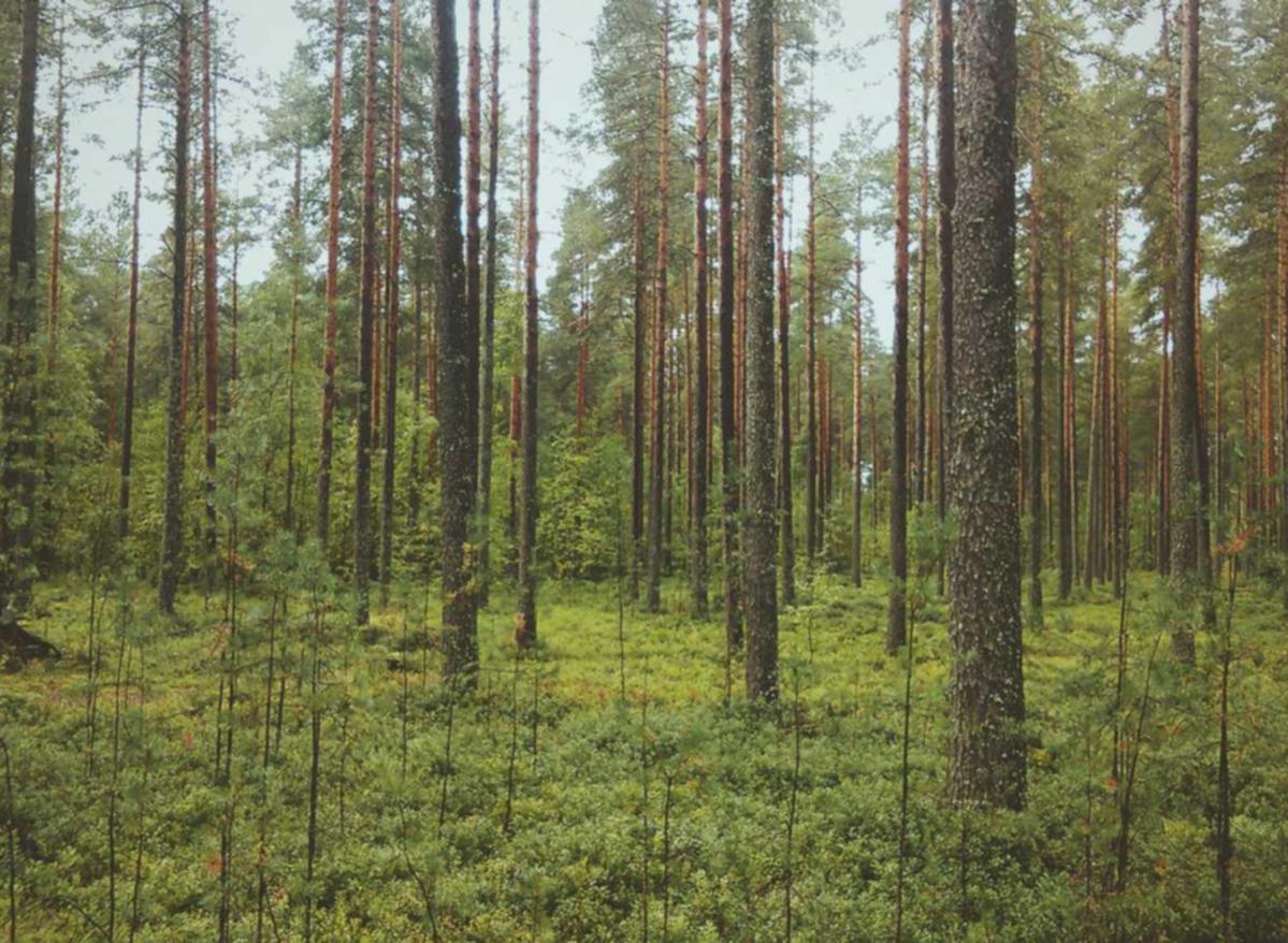 全新微信批发:流量卡的套餐种类及如何选择最适合自己的套餐